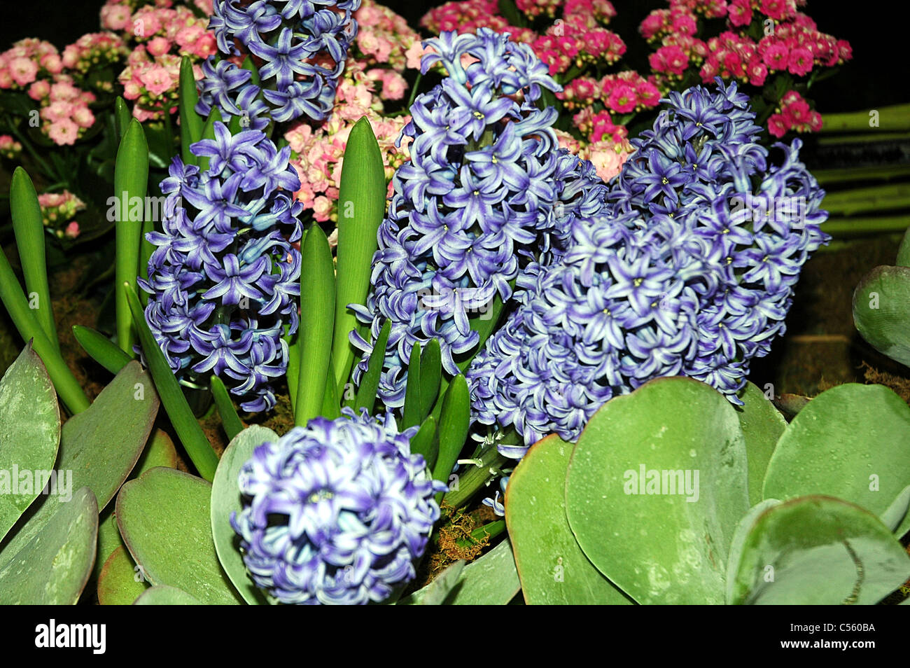 Hyacinths are a popular springtime flower that sprouts from a bulb. Stock Photo