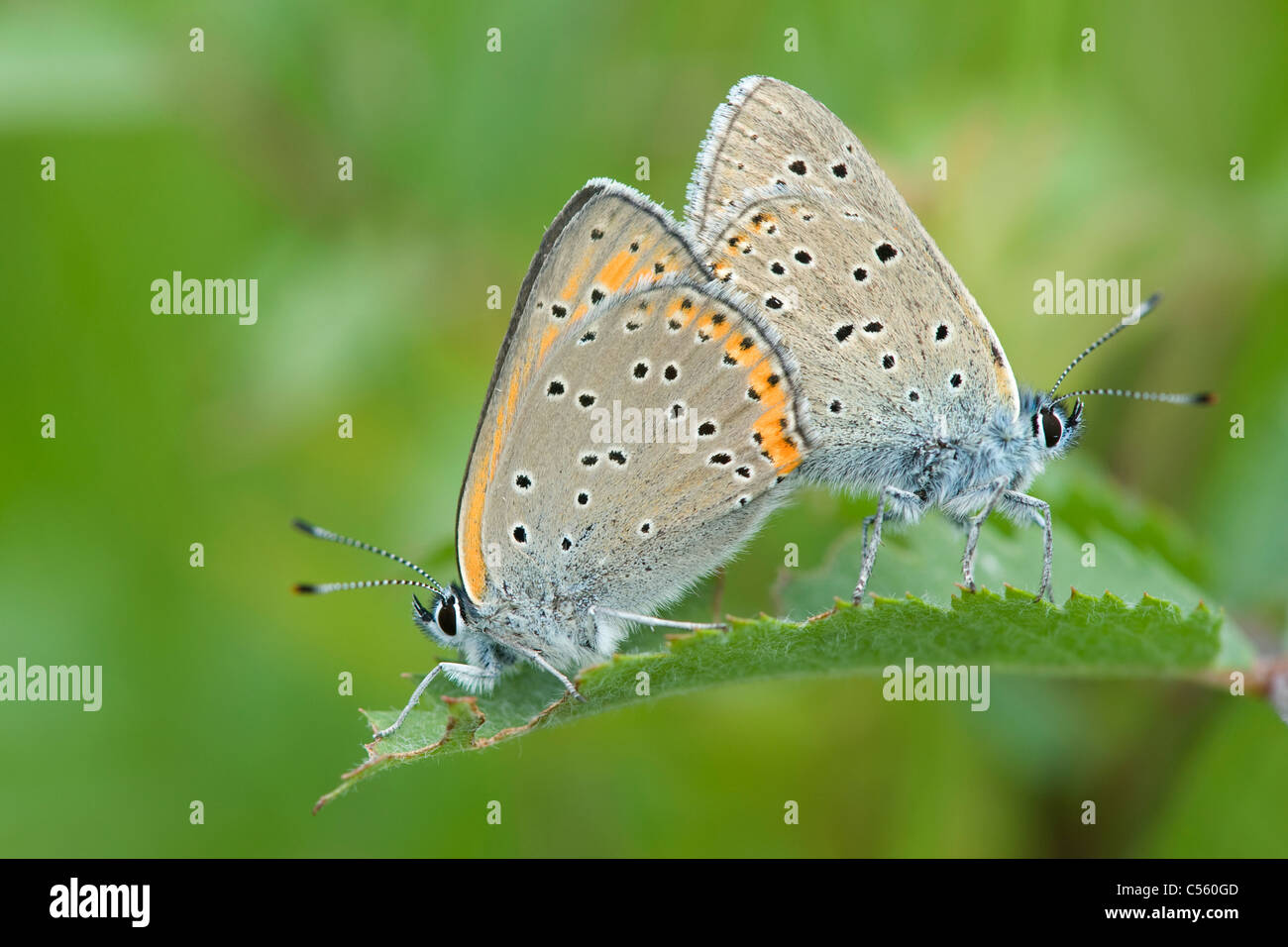 A mating pair of Purple Edged Copper (Lycaena hippothoe) Stock Photo