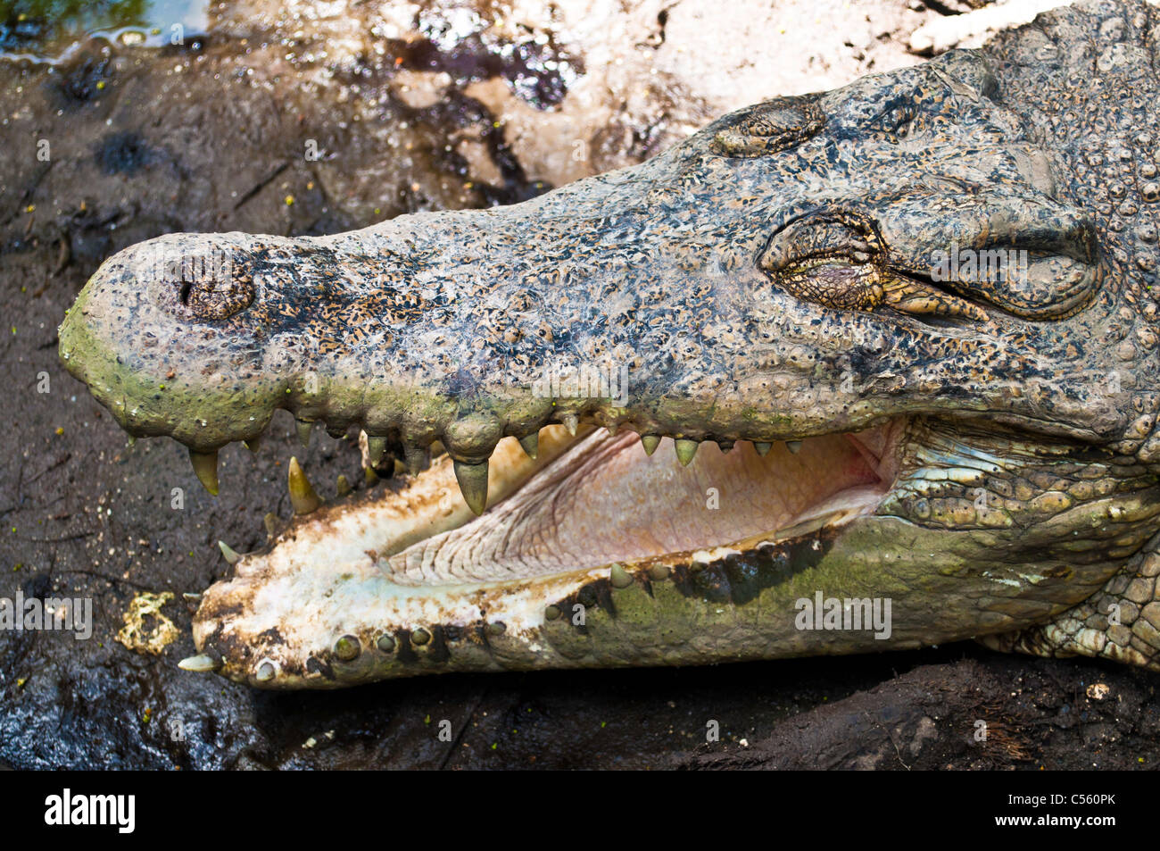 opened mouth massive crocodile close up Stock Photo