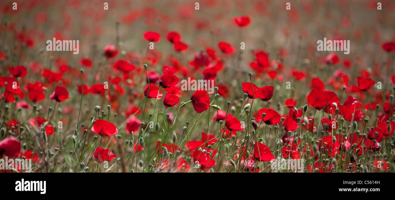 red hematuria flowerbed Stock Photo