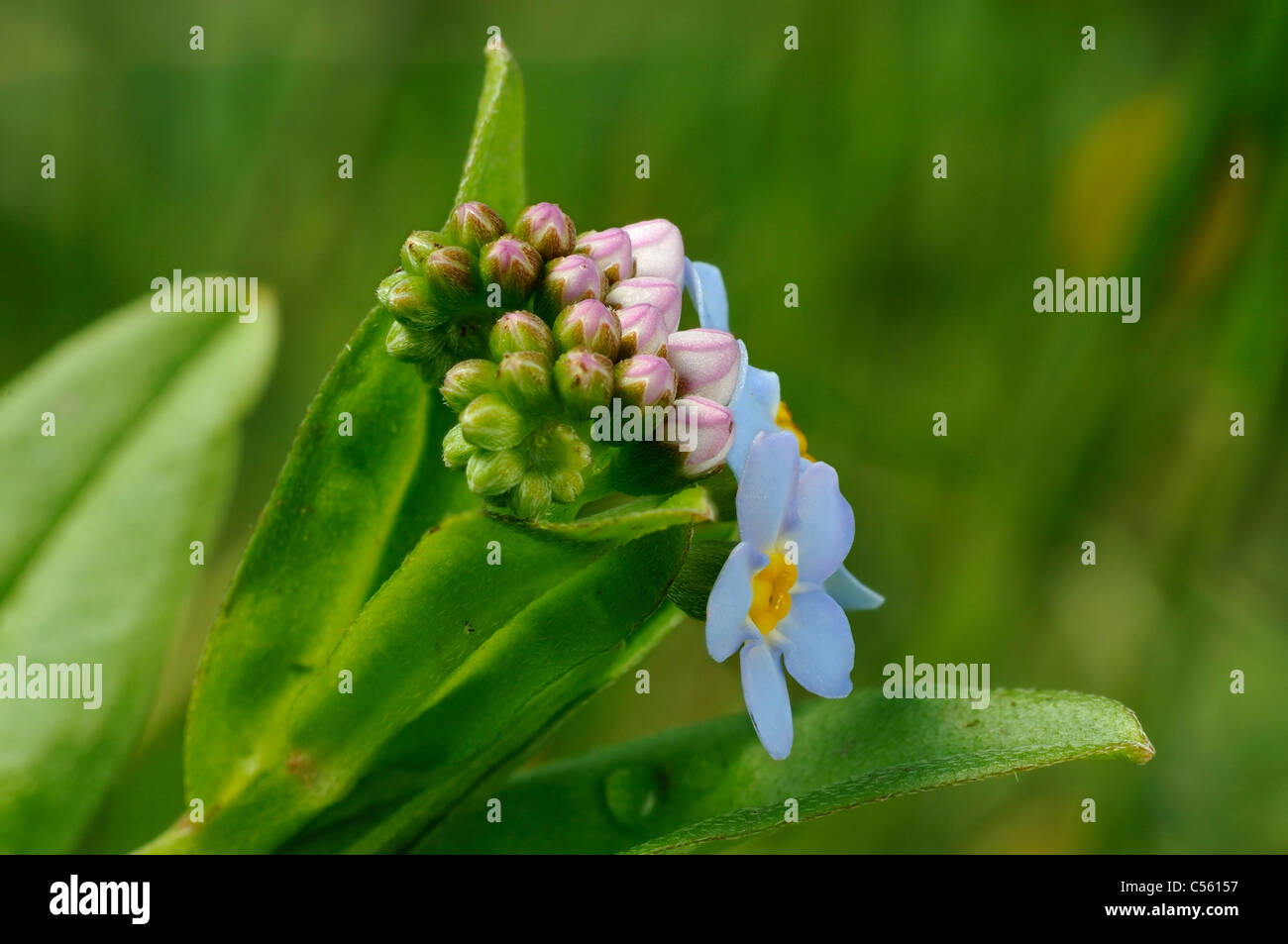 Water Myosotis scorpioides Stock Photo Alamy