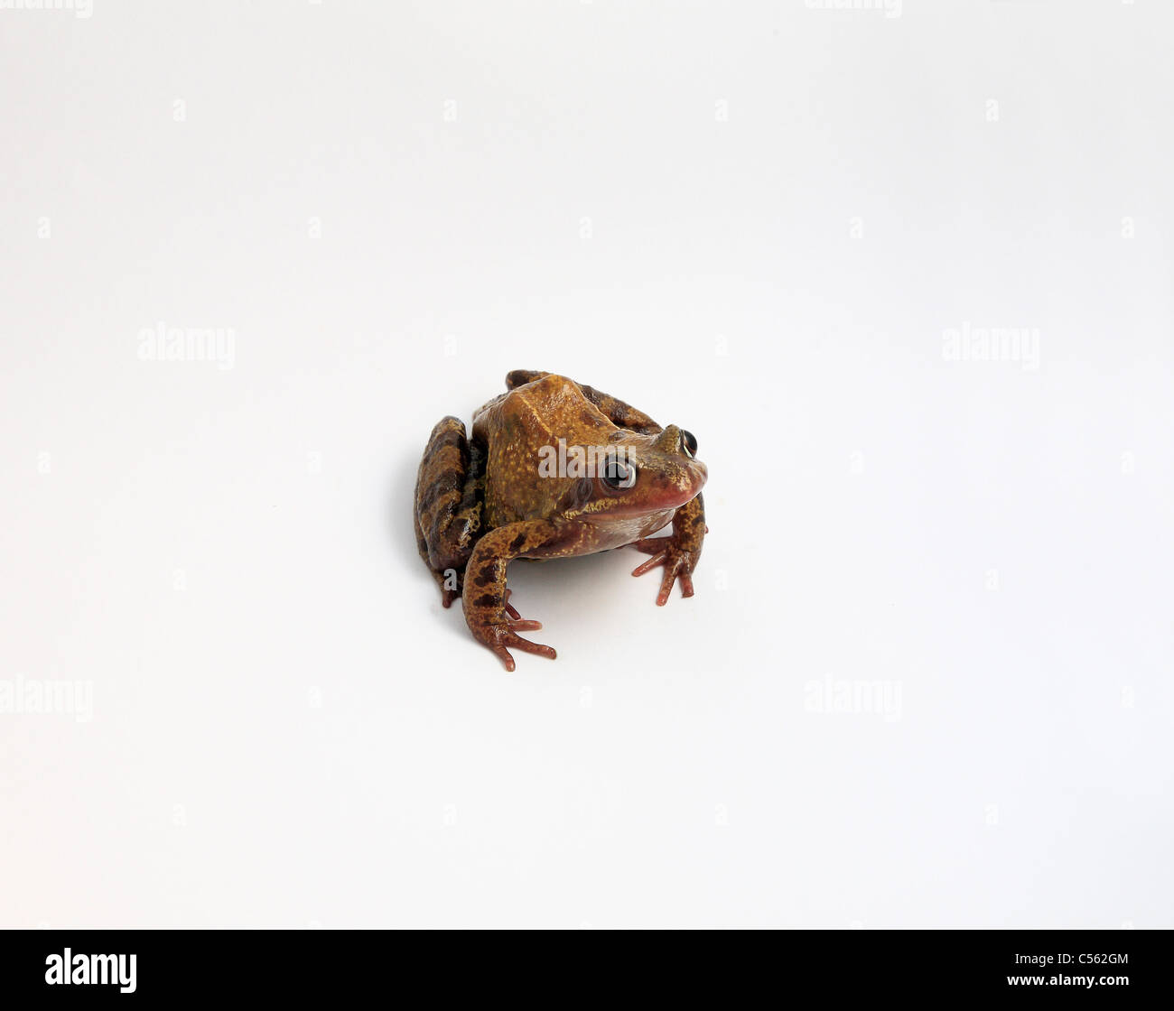 cutout of Rana Temporia common frog UK specimen against a white background Stock Photo