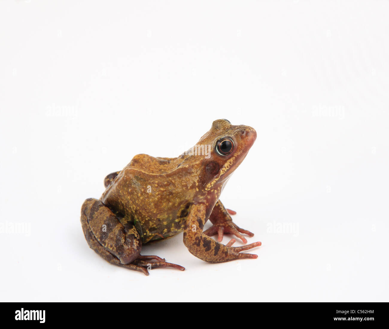 cutout Rana Temporia common frog UK specimen against a white background Stock Photo
