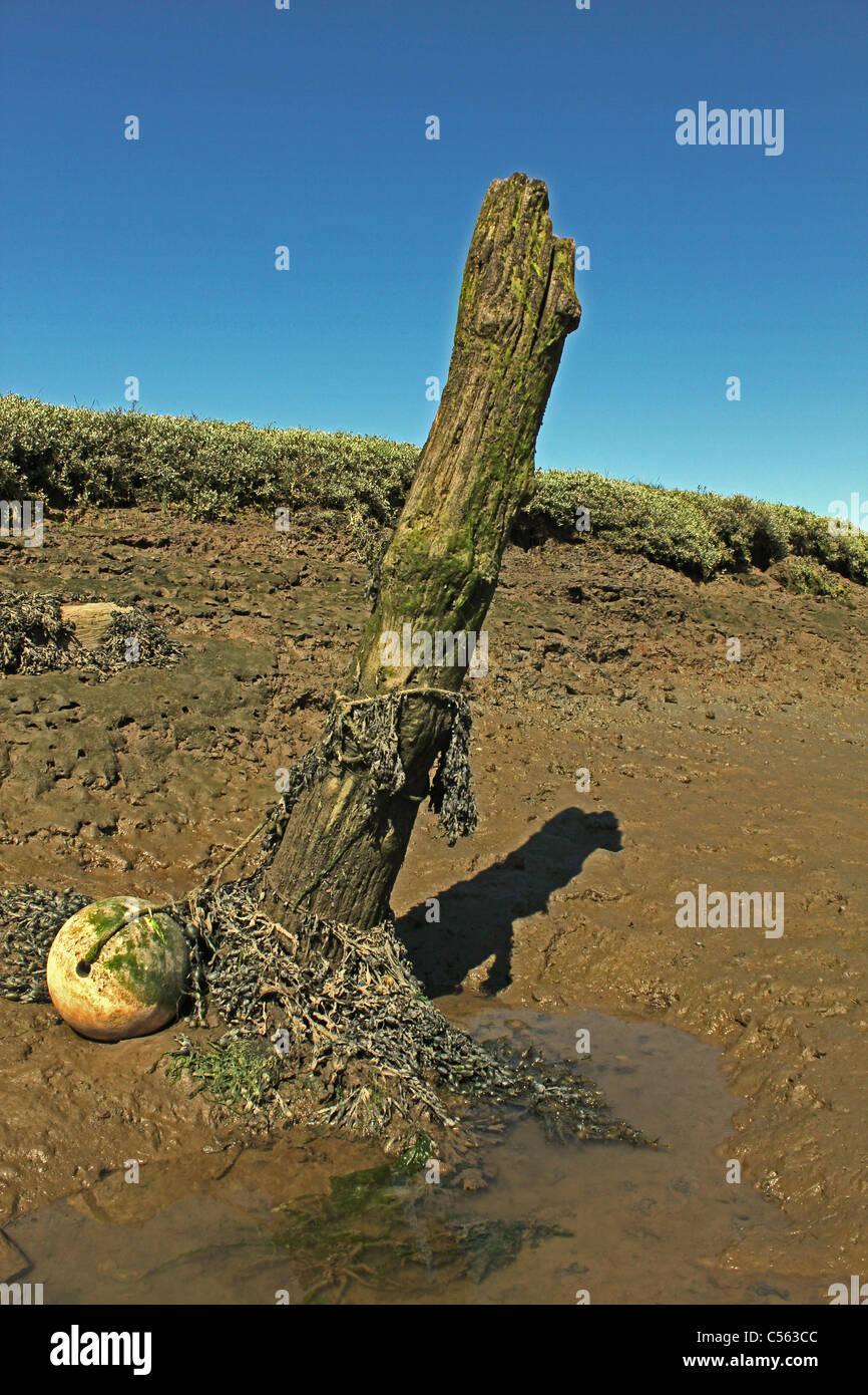 An old mooring post and buoy in the mud with sea wrack (sea weed) hanging from it. Stock Photo