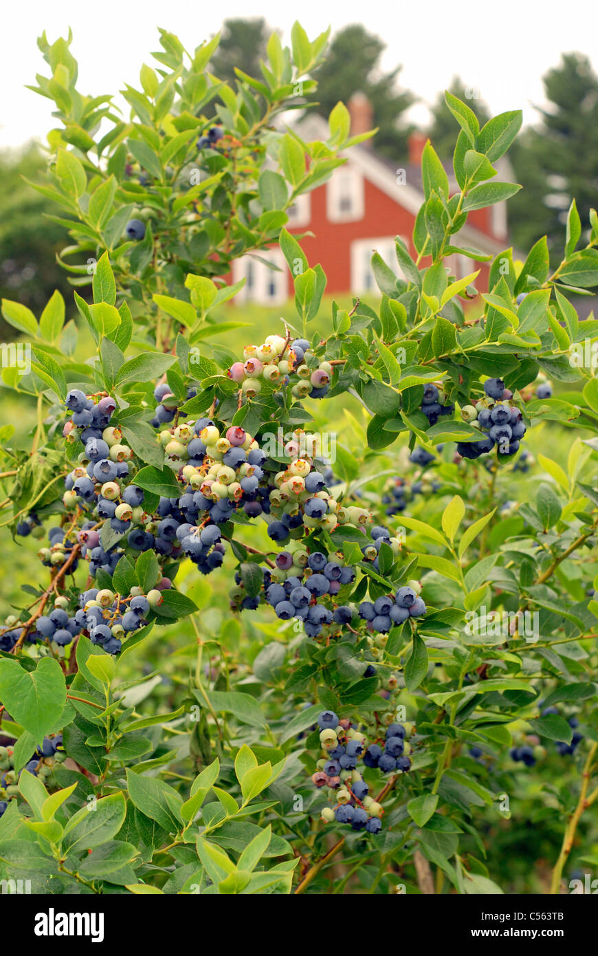 Maine farmhouse hires stock photography and images Alamy