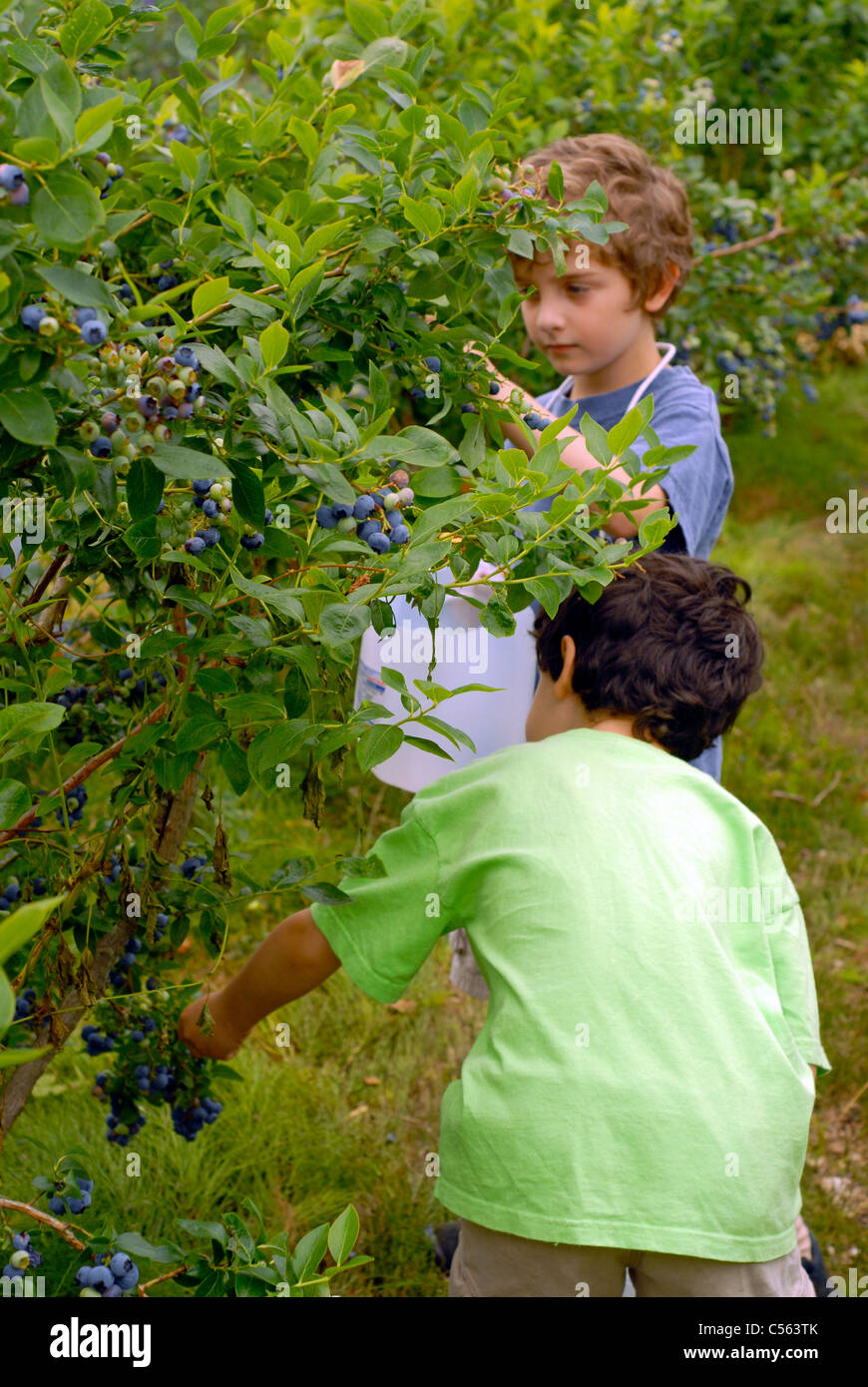 Twin 6 year-old boys picking blueberries. Stock Photo