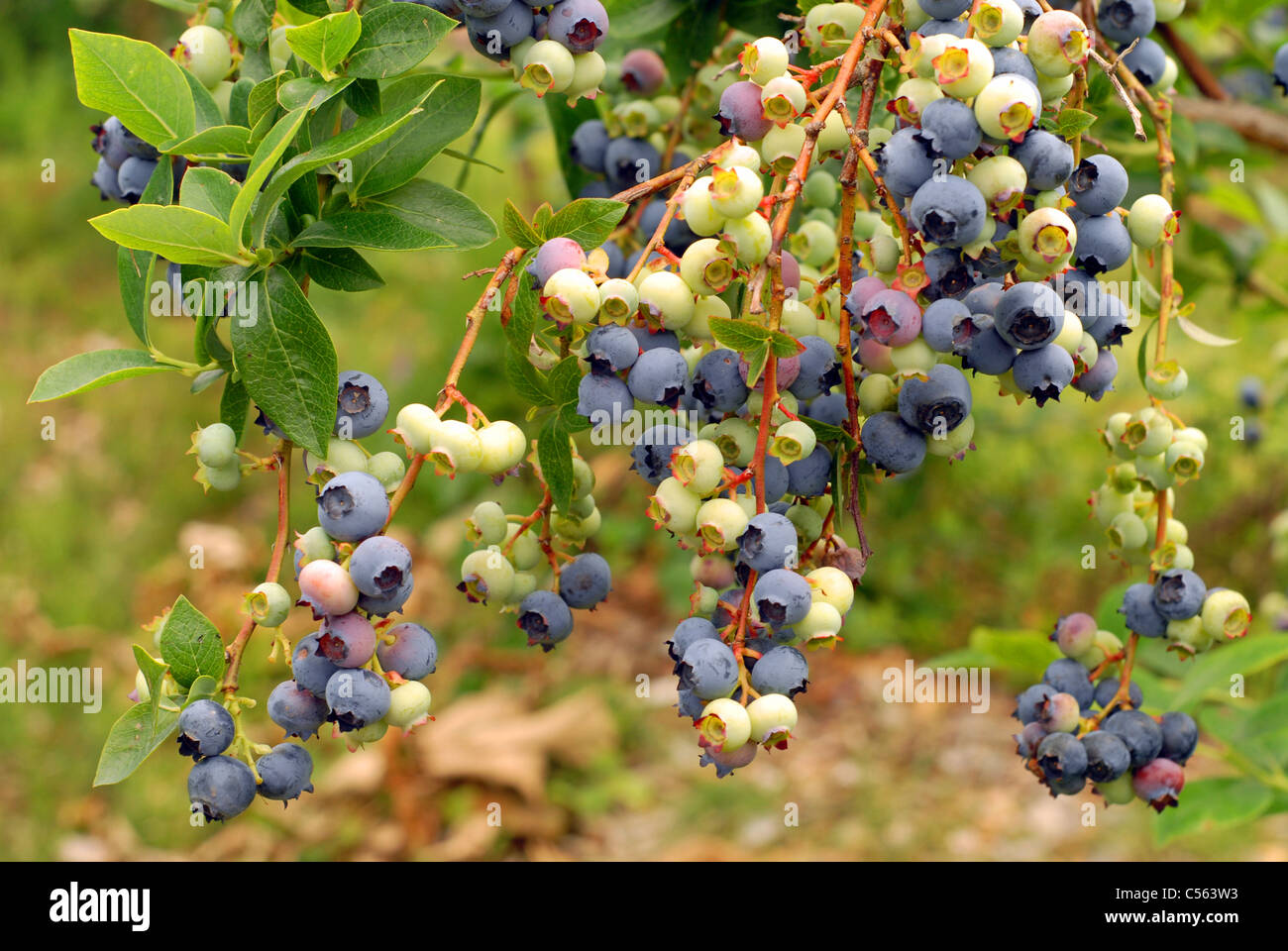 Pick your own blueberries Stock Photo Alamy