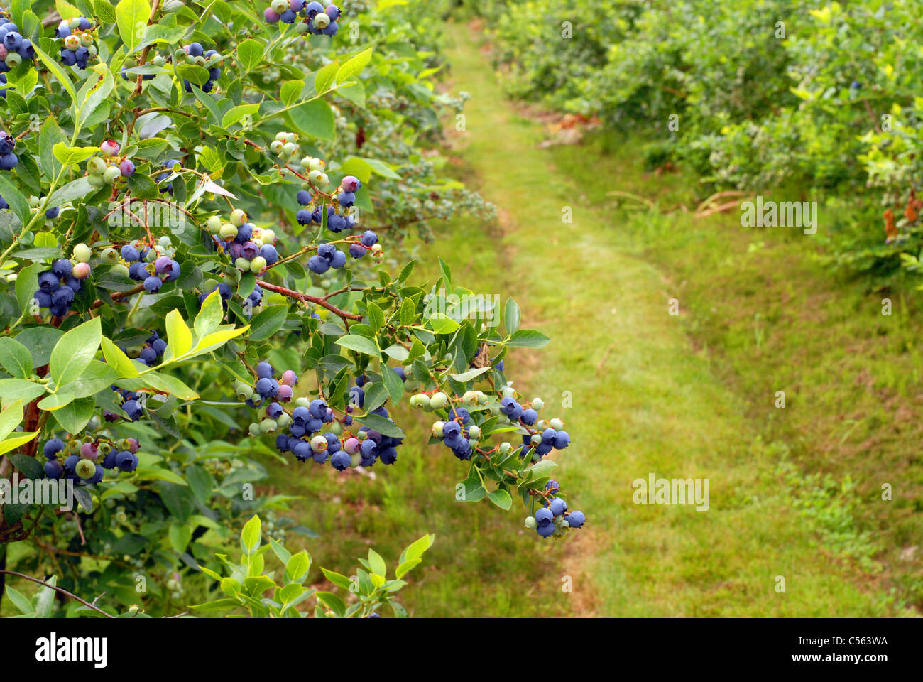 Maine blueberries blueberry fruit hires stock photography and images