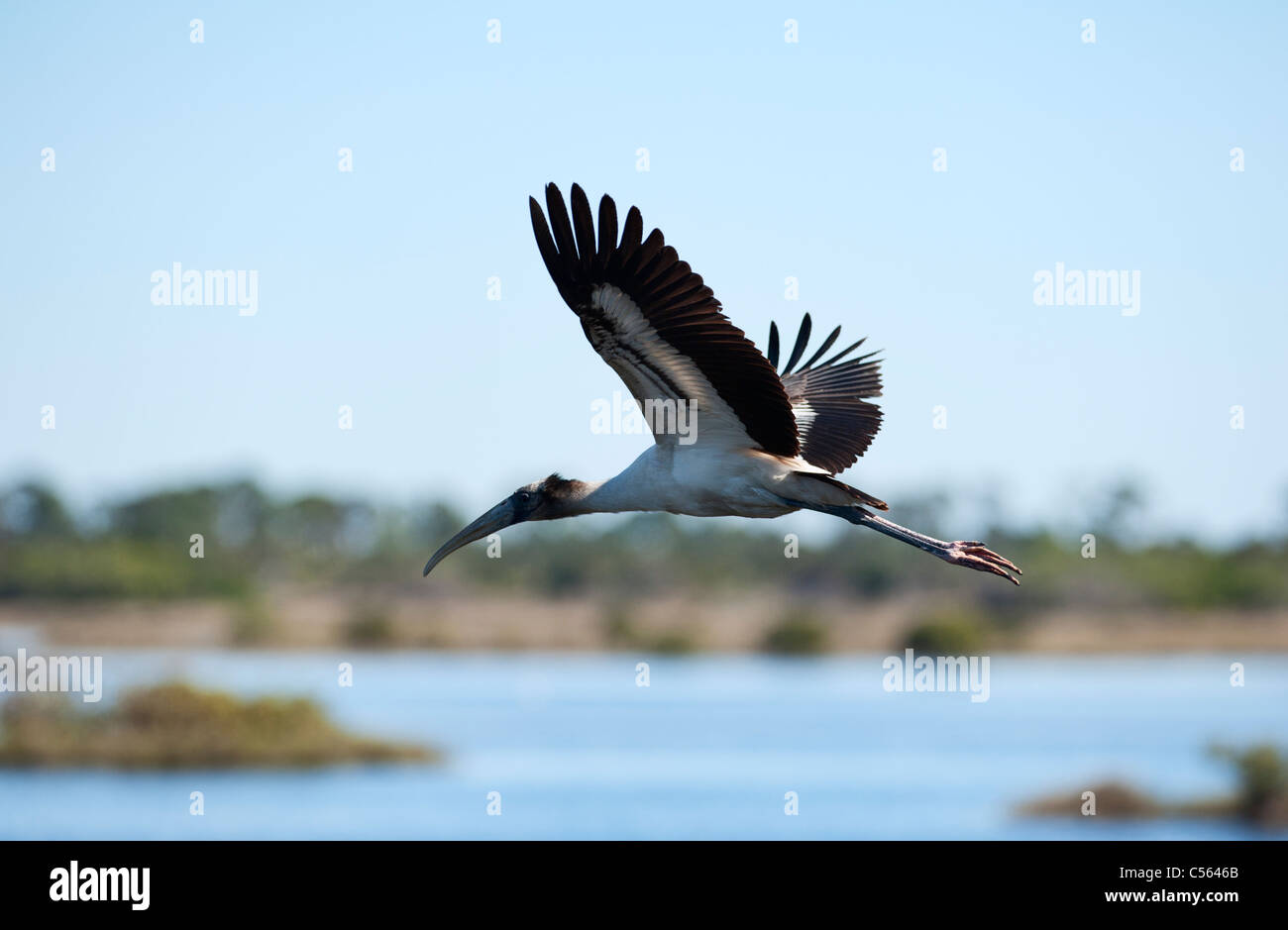 Wood Stork in flight Stock Photo