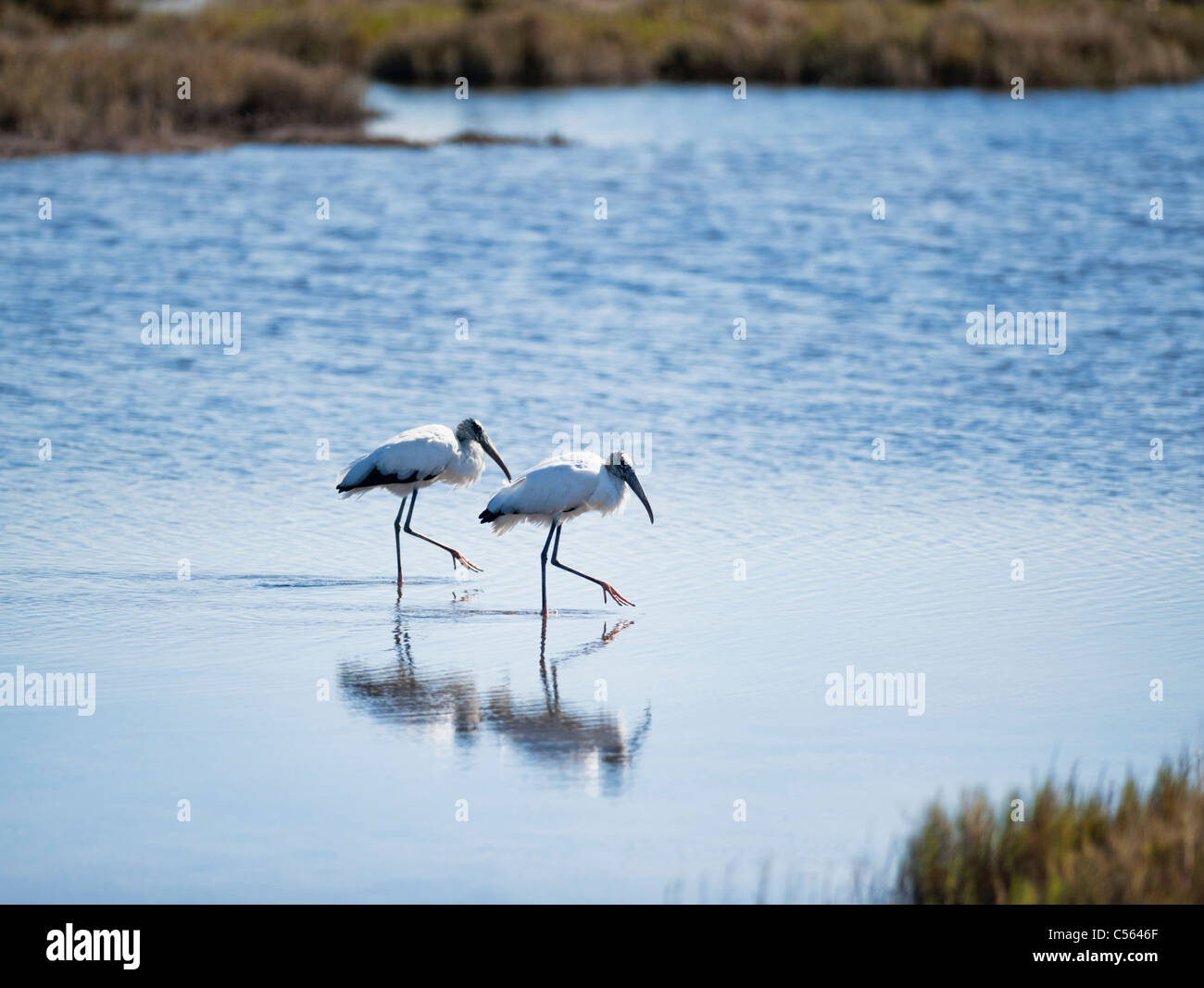 Wood Storks in step Stock Photo