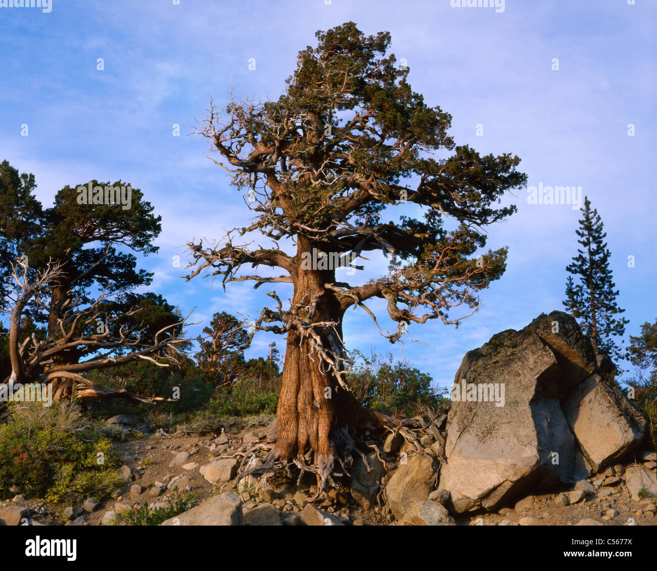 A Wind Blown Sequoia Tree At Carson Pass California, USA Stock Photo