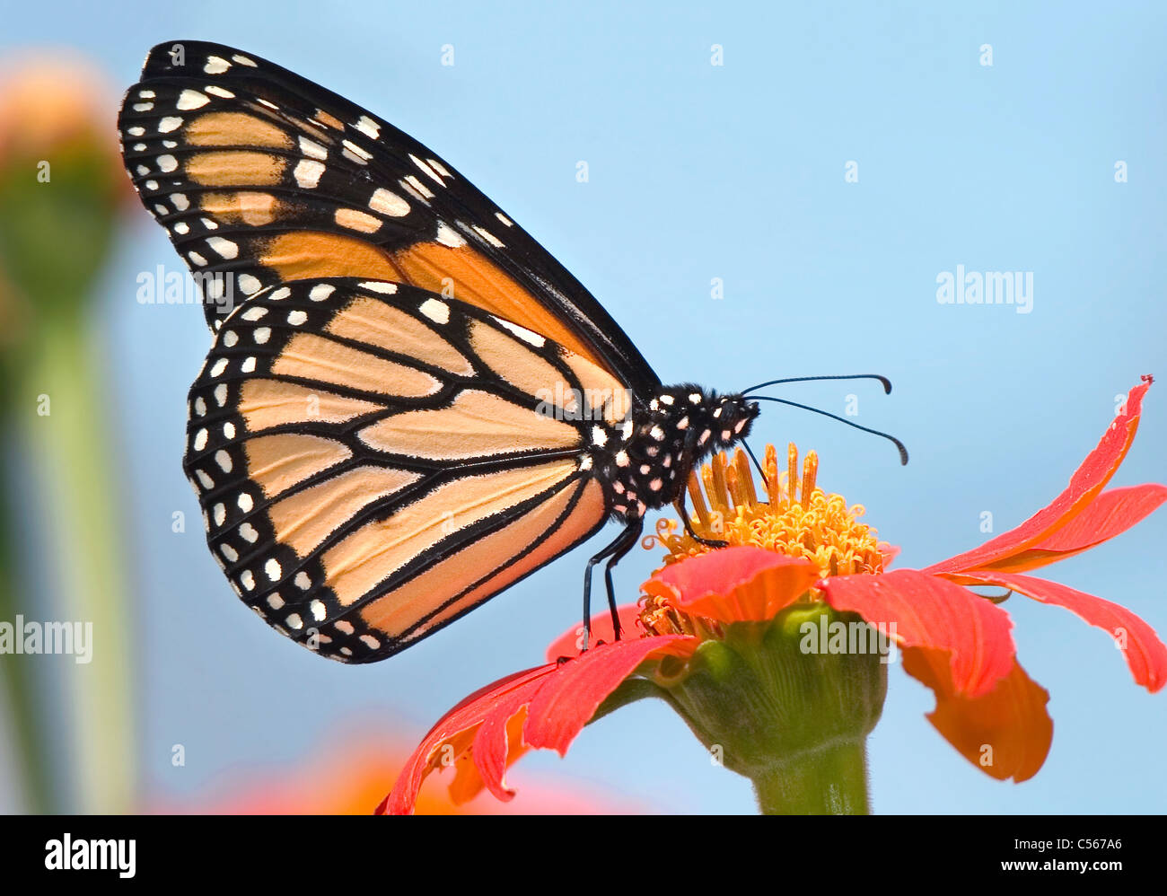 A Monarch Butterfly On A Red Flower With A Blue Sky Background, Danaus ...