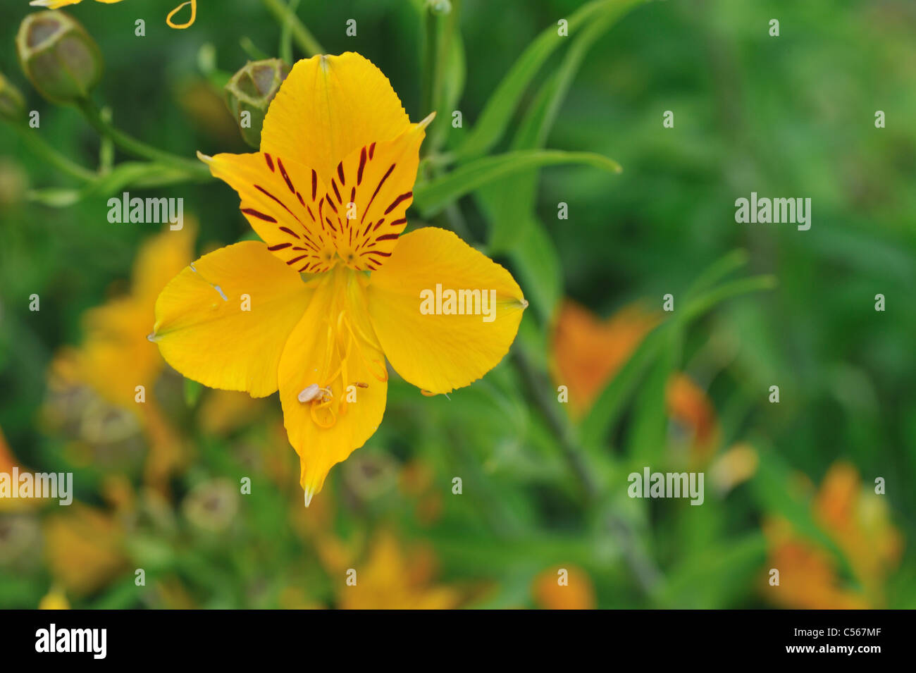 Peruvian Lily - Lily of the Incas (Alstroemeria (Ligtu-hybrid)) flowering in summer Stock Photo
