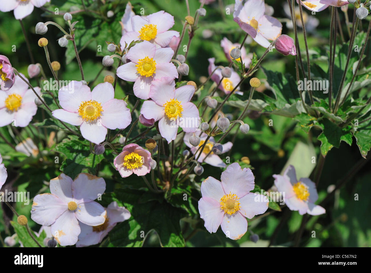 Narcissus-flowered anemone - Narcissus Anemone (Anemone narcissiflora) flowering in summer Stock Photo