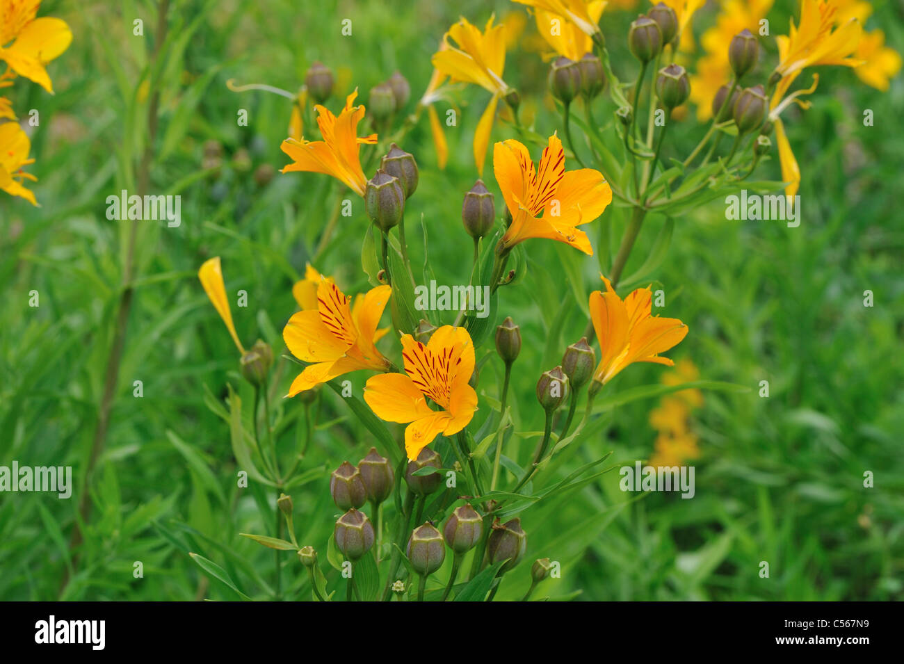 Peruvian Lily - Lily of the Incas (Alstroemeria (Ligtu-hybrid)) flowering in summer Stock Photo