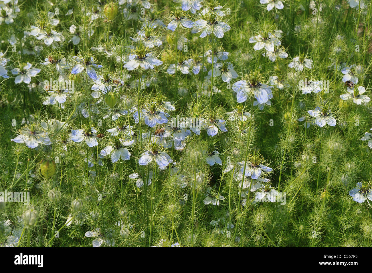 Loveinamist Mulberry Rose DevilinaBush (Nigella damascena