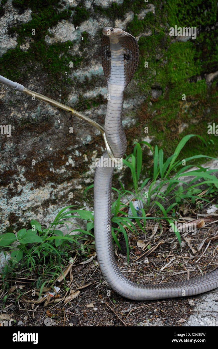 indian spectacled cobra close-up Stock Photo