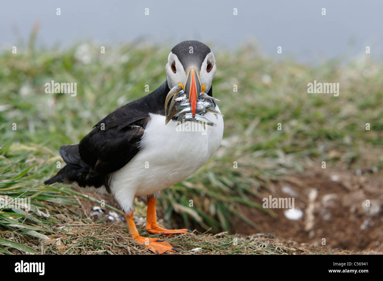 Atlantic Puffin, Fratercula arctica. With Sandeels in mouth. On Lunga in the Treshnish Isles, Scotland, UK. Stock Photo