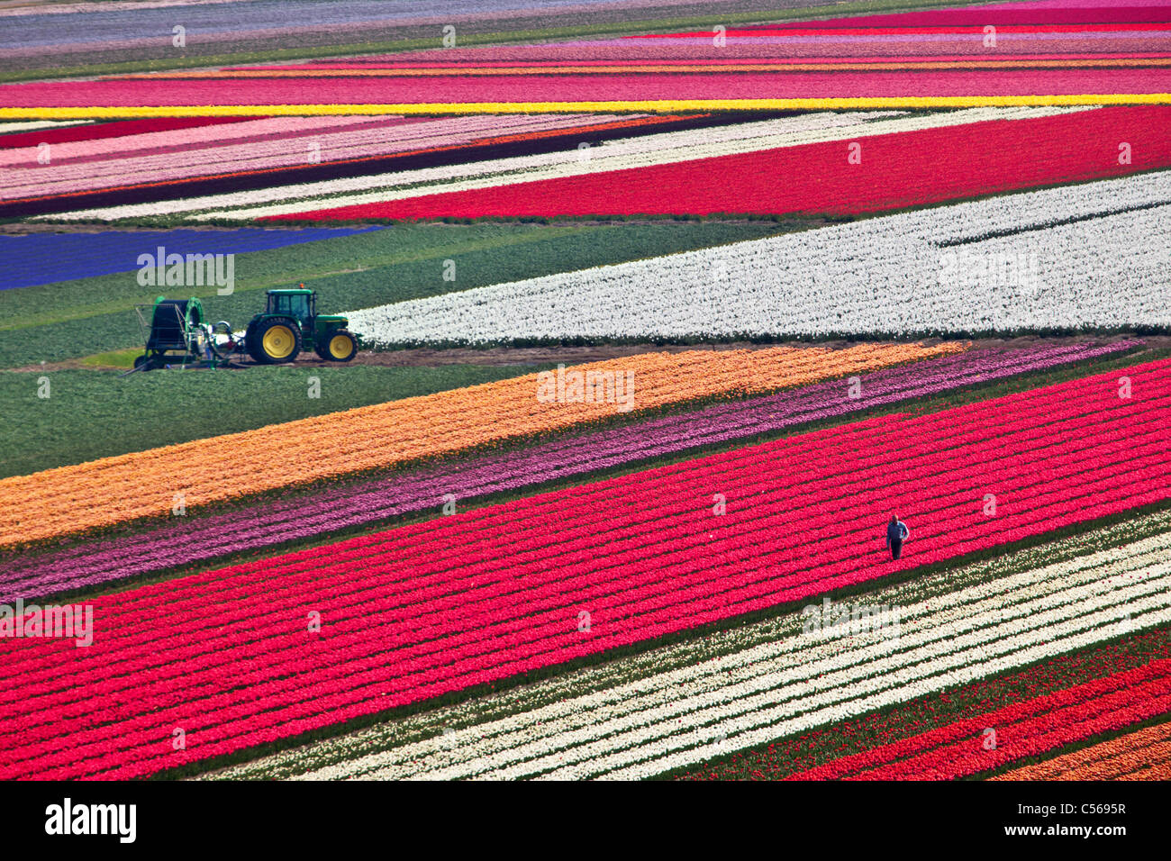 The Netherlands, Egmond, Flower and tulip fields. Man checking flowers. Stock Photo