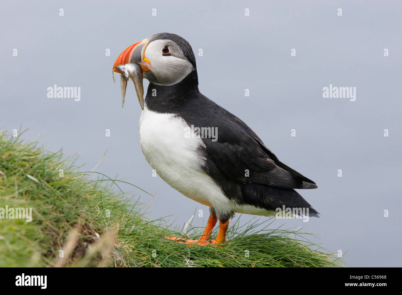 Atlantic Puffin, Fratercula arctica. With Sandeels in mouth. On Lunga in the Treshnish Isles, Scotland, UK. Stock Photo