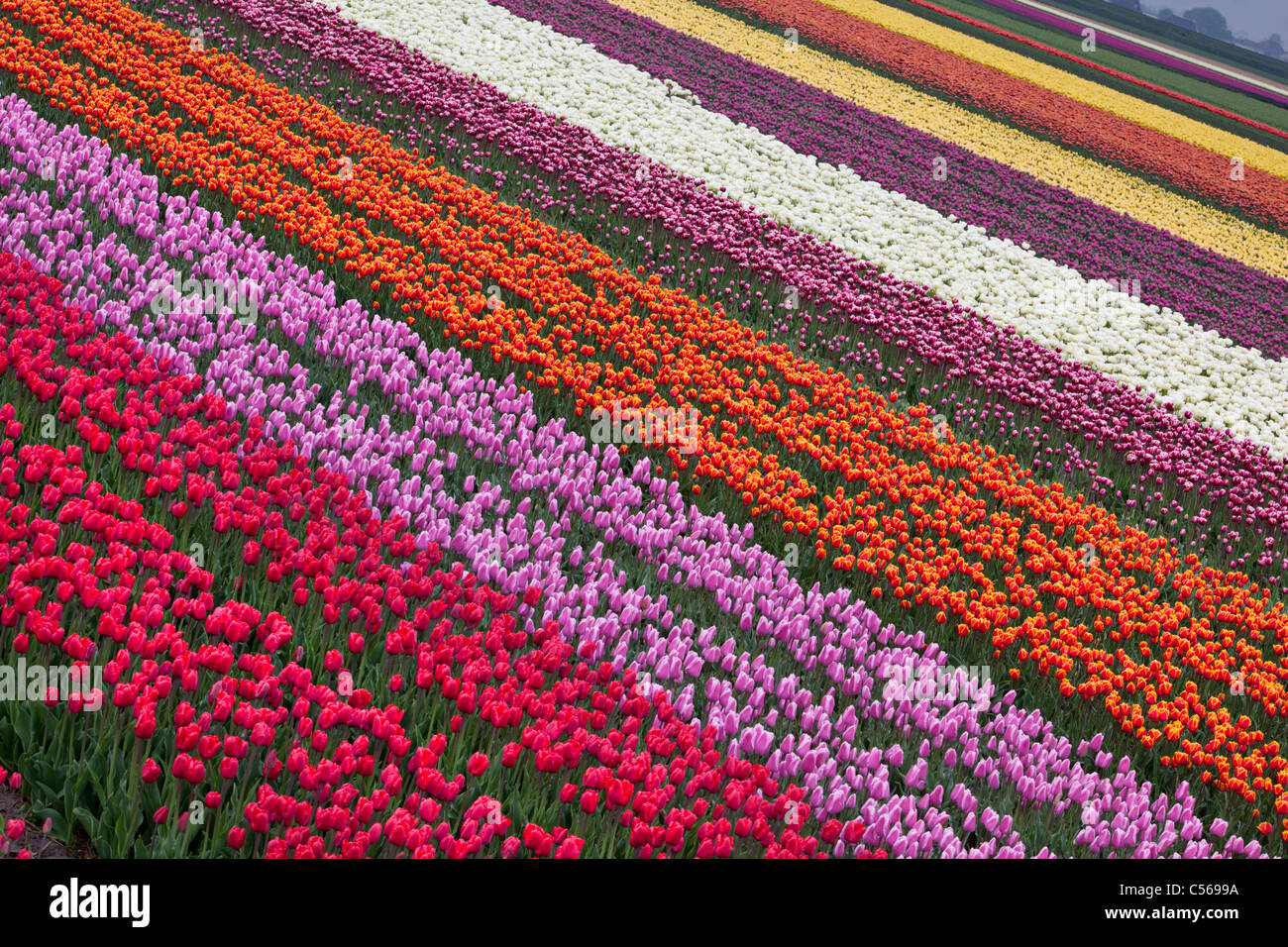 The Netherlands, Egmond, Tulip fields. Stock Photo