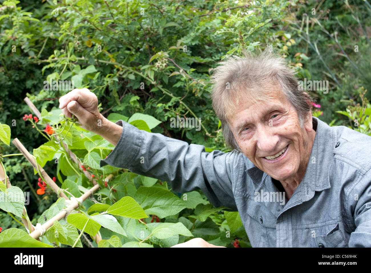 runner beans on the plant with man smiling Stock Photo