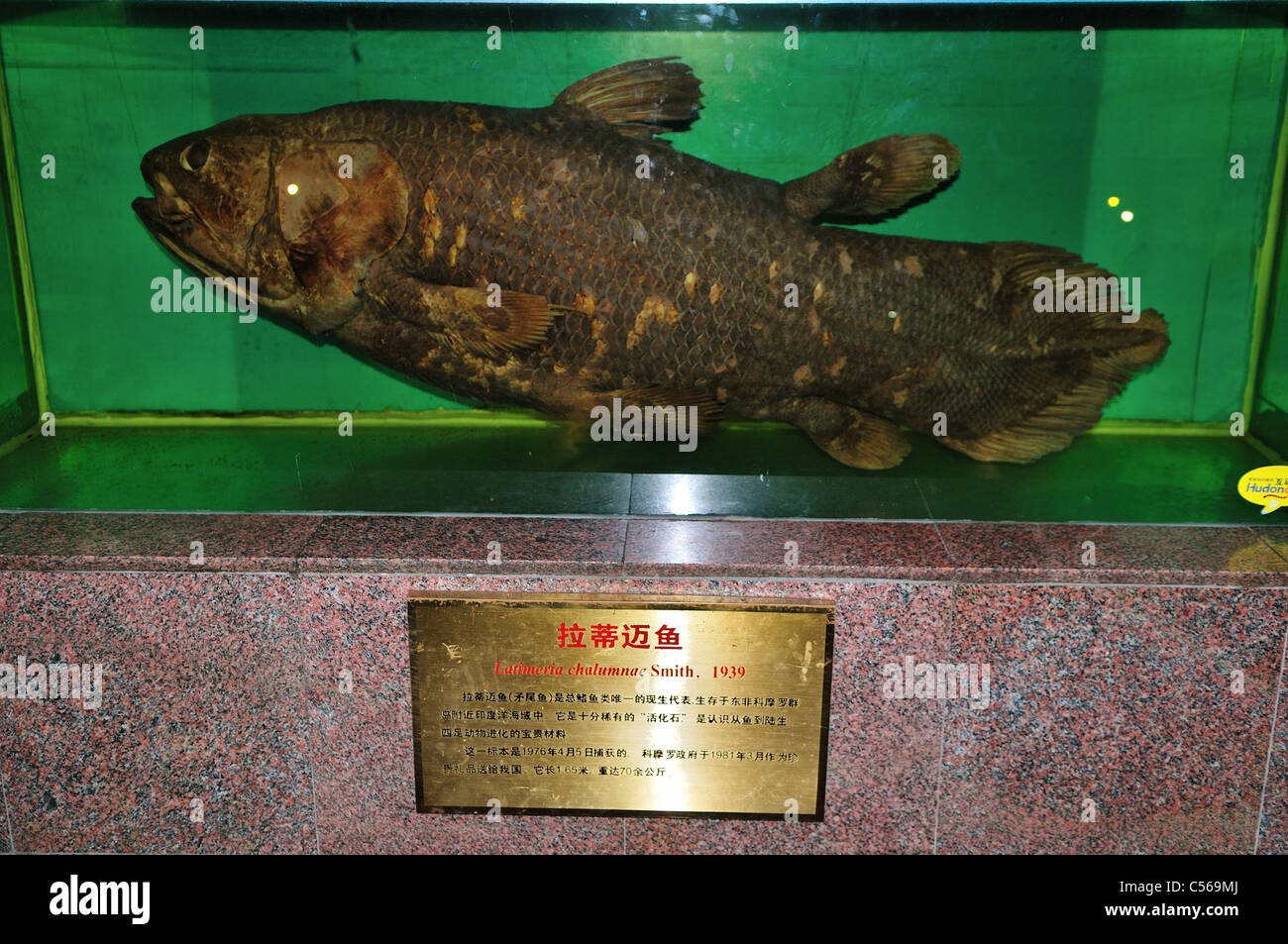 A Coelacanth (Latimeria chalumnae) specimen displayed in a tank. Beijing, China. Stock Photo