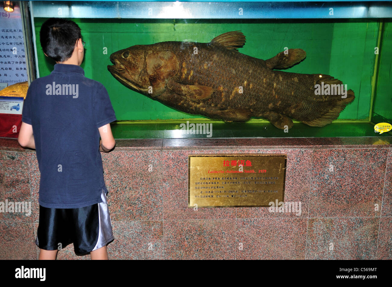 A young boy taking a close look at the Coelacanth (Latimeria chalumnae) specimen in display. Beijing, China. Stock Photo