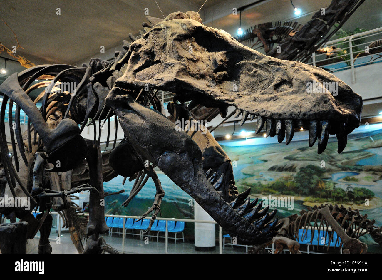 Tyrannosaurus Rex head in display. Beijing, China. Stock Photo
