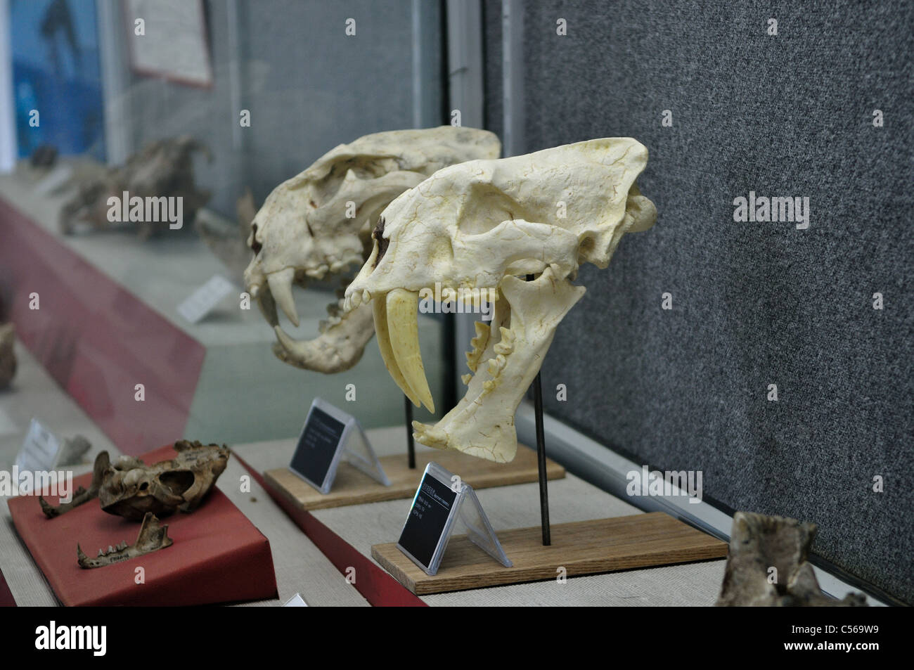 Fossil skull of saber toothed tiger. Beijing, China. Stock Photo