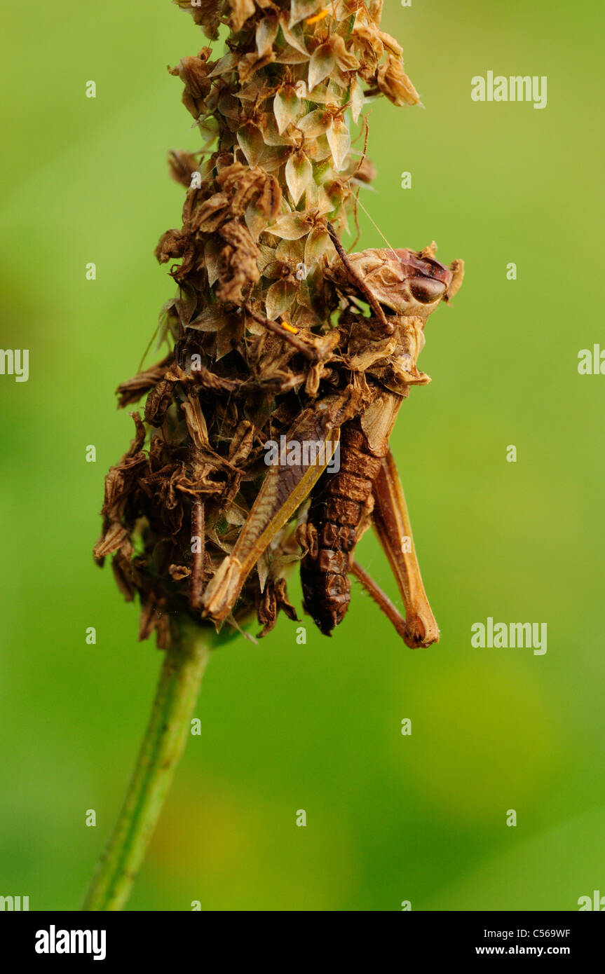 Dead Grasshopper Nymph Stock Photo