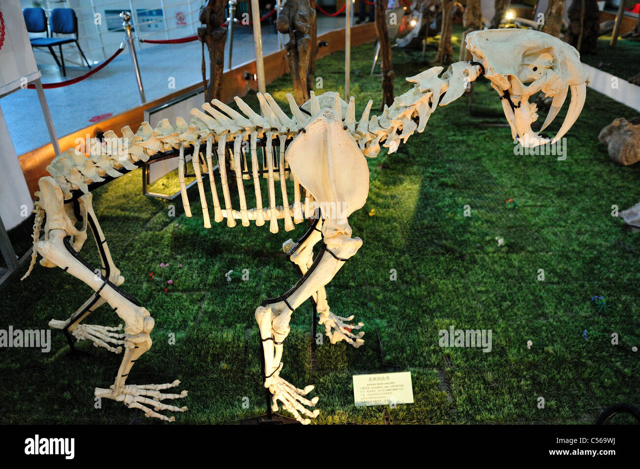 Skeleton of a saber-toothed tiger. Beijing, China. Stock Photo