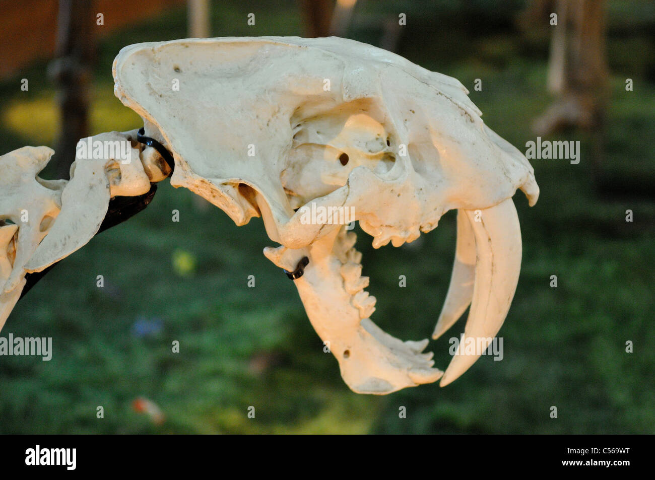 Skull of a saber-toothed tiger. Beijing, China. Stock Photo