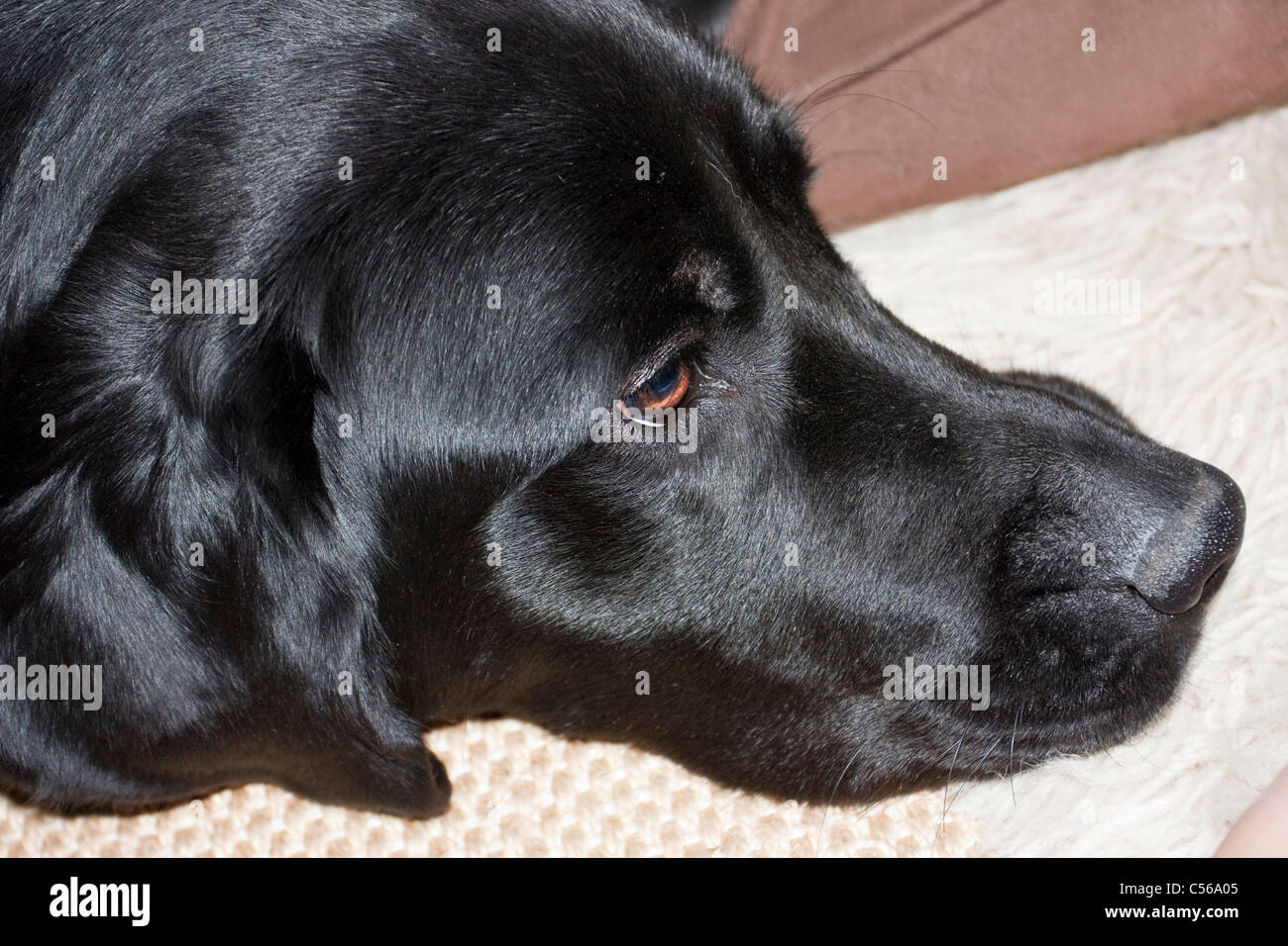 jet black labrador