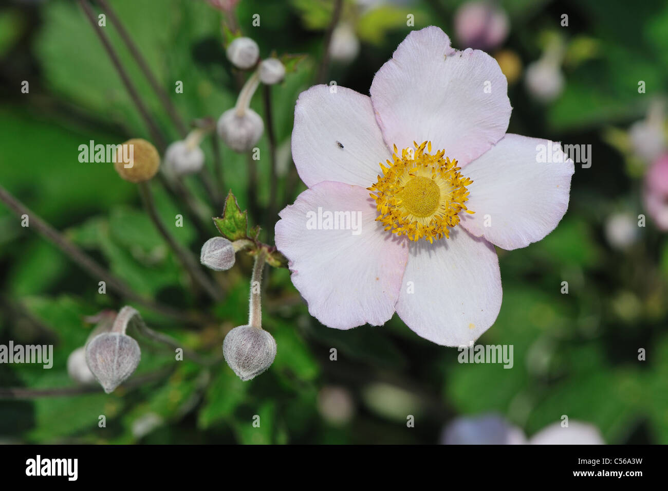 Narcissus-flowered anemone - Narcissus Anemone (Anemone narcissiflora) flowering in summer Stock Photo