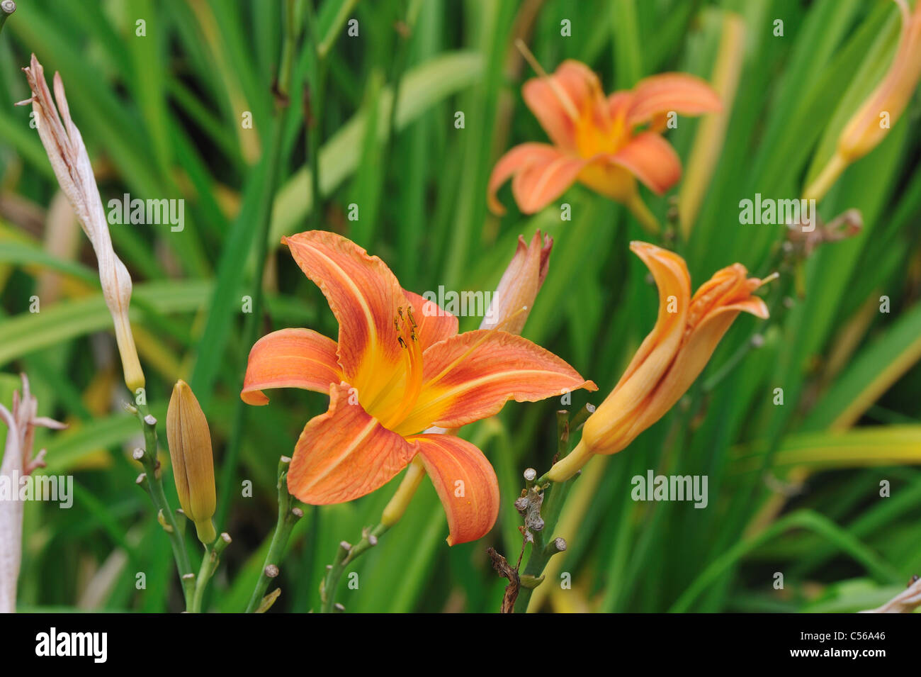 Orange Daylily - Tawny Daylily - Ditch Lily - Tiger Daylily (Hemerocallis fulva) flowering in summer Stock Photo