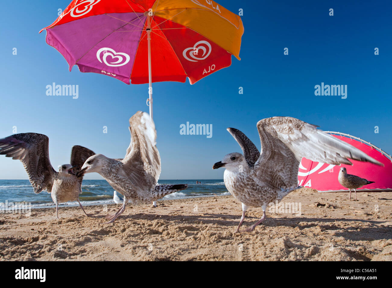 The Netherlands, Zandvoort, Seagulls on beach under parasol. Stock Photo