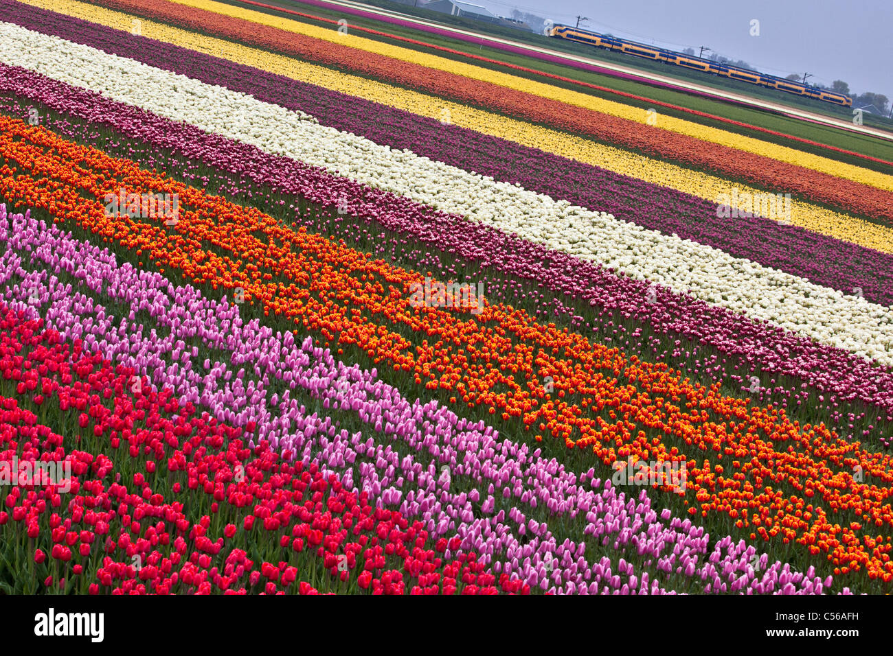 The Netherlands, Egmond, Tulip fields. Train passing Stock Photo - Alamy