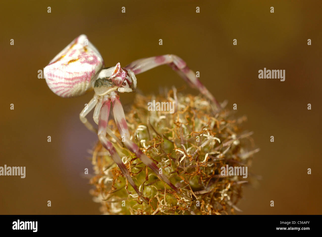 Crab Spider (Thomisus onustus) Stock Photo