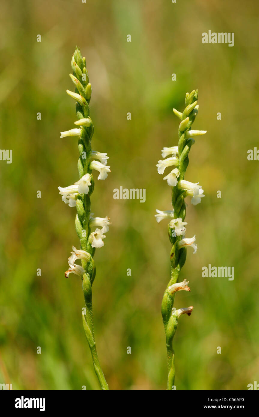 Summer Lady´s tresses orchid (Spiranthes aestivalis) Stock Photo