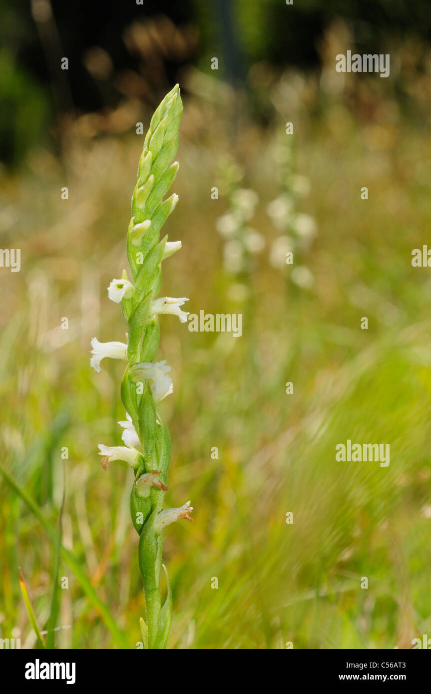 Summer Lady´s tresses orchid (Spiranthes aestivalis) Stock Photo