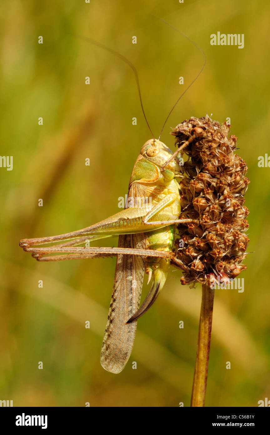 Female Dark bush cricket (Pholidoptera sabulosa) Stock Photo