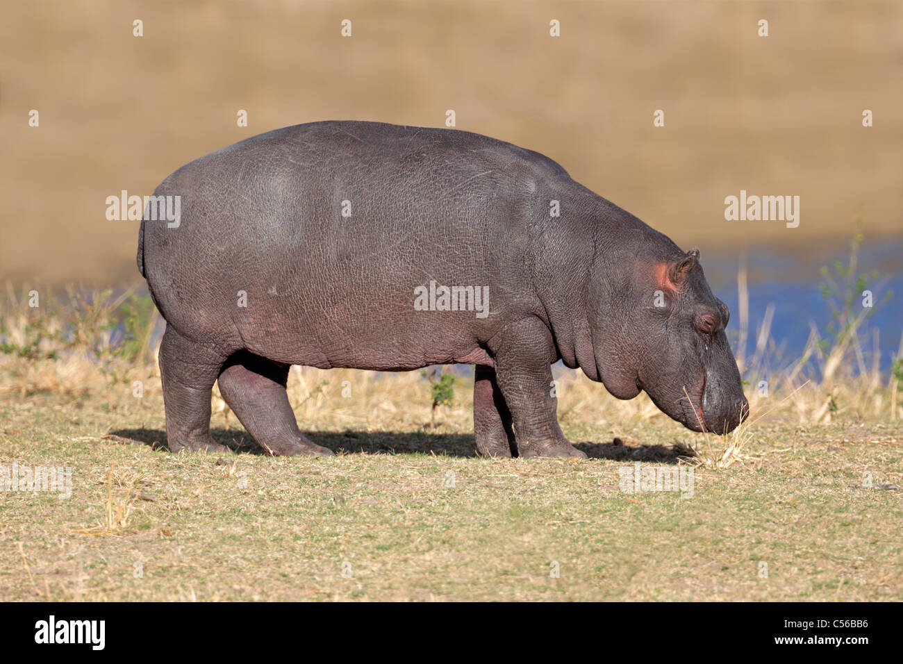 A young hippopotamus (Hippopotamus amphibius), Sabie-Sand nature reserve, South Africa Stock Photo