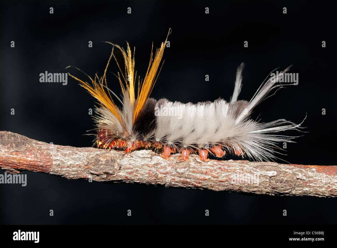 A hairy caterpillar on a branch against a dark background Stock Photo