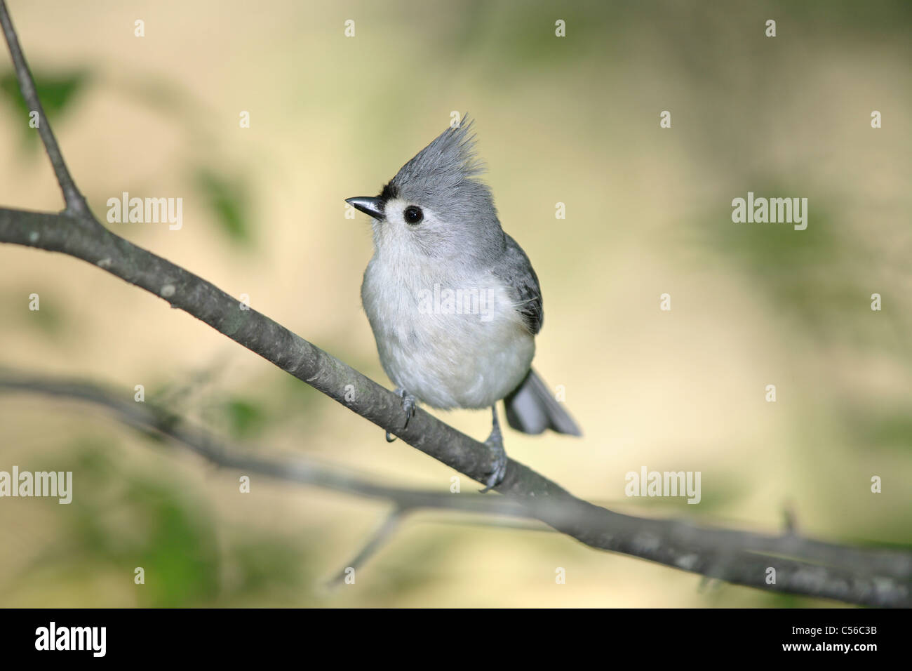 A Tiny Bird, The Tufted Titmouse Striking A Curious Pose, Parus bicolor Stock Photo