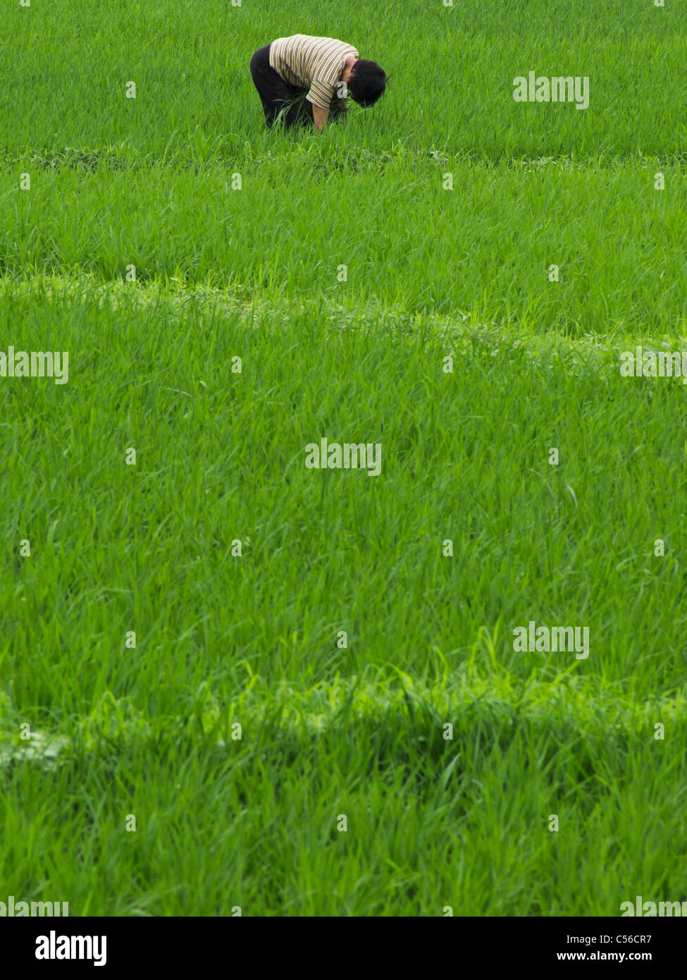 A farming lady working on the rice filed Stock Photo - Alamy