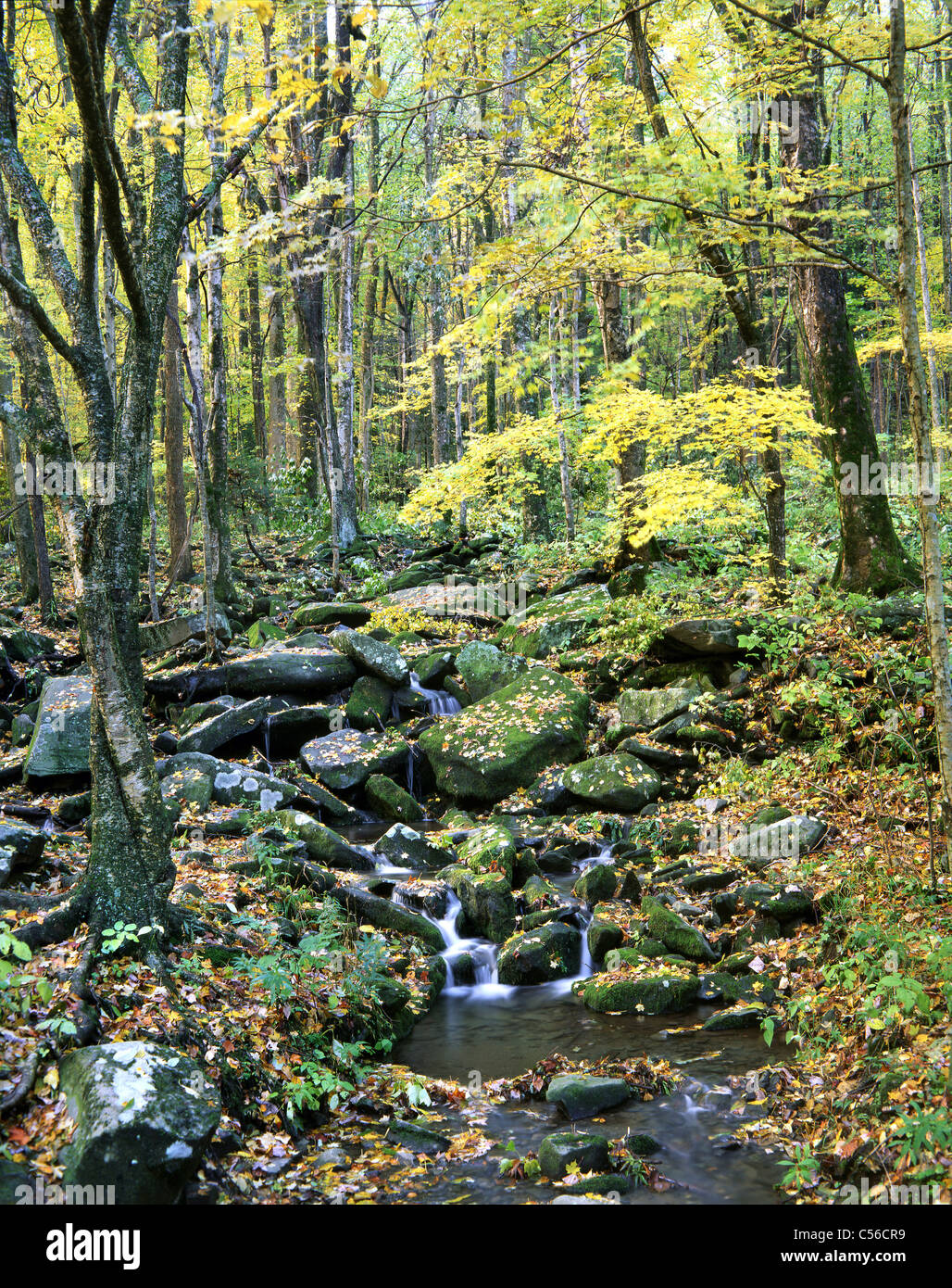 Lush forest stream beautiful hi-res stock photography and images - Alamy