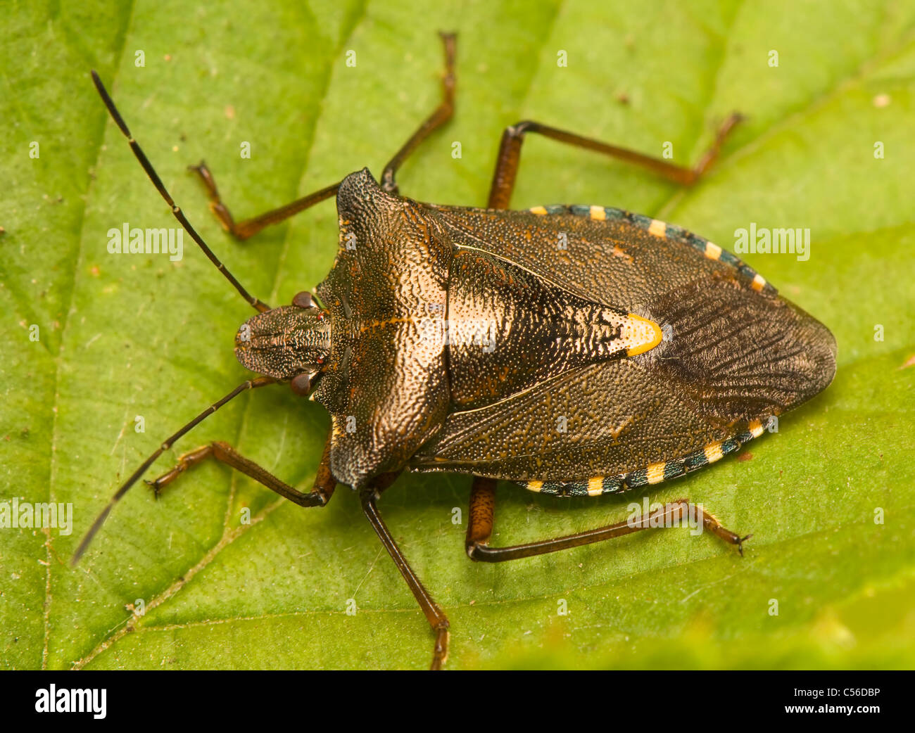 Жук вонючка клоп. Щитник черноусый. Клоп квартирный жук вонючка. Клоп вонючка кусается или нет. Лесной древесный щитник.