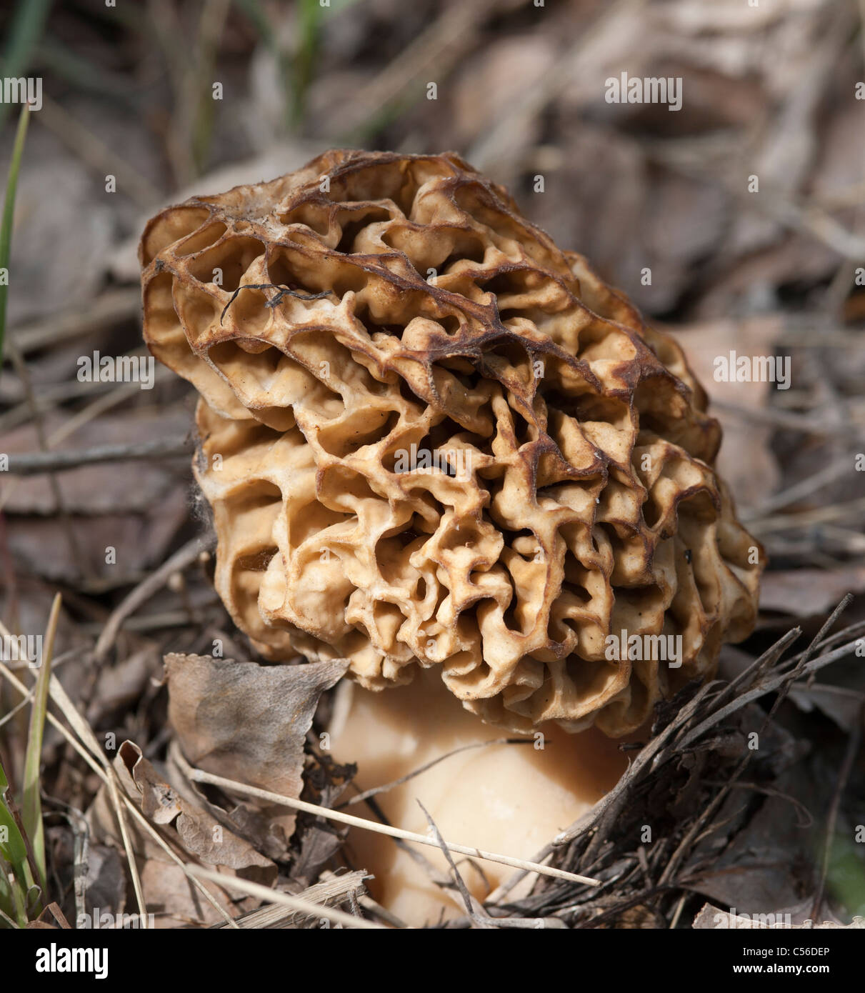 Morel mushroom edible hires stock photography and images Alamy