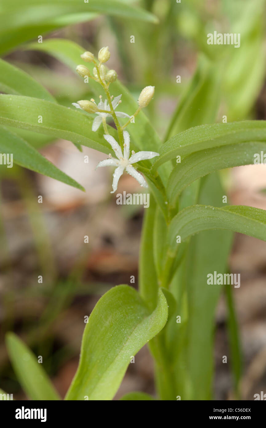 Maianthemum stellatum aka Smilacina stellata. Stock Photo